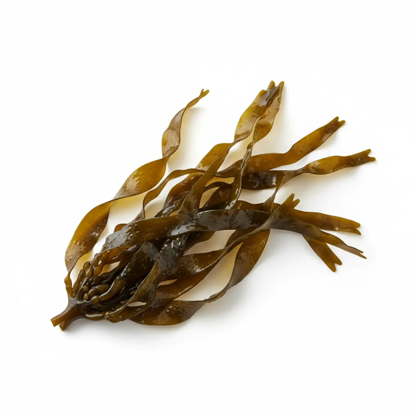 Iod Kapseln – aus reinstem Bio-Kelp