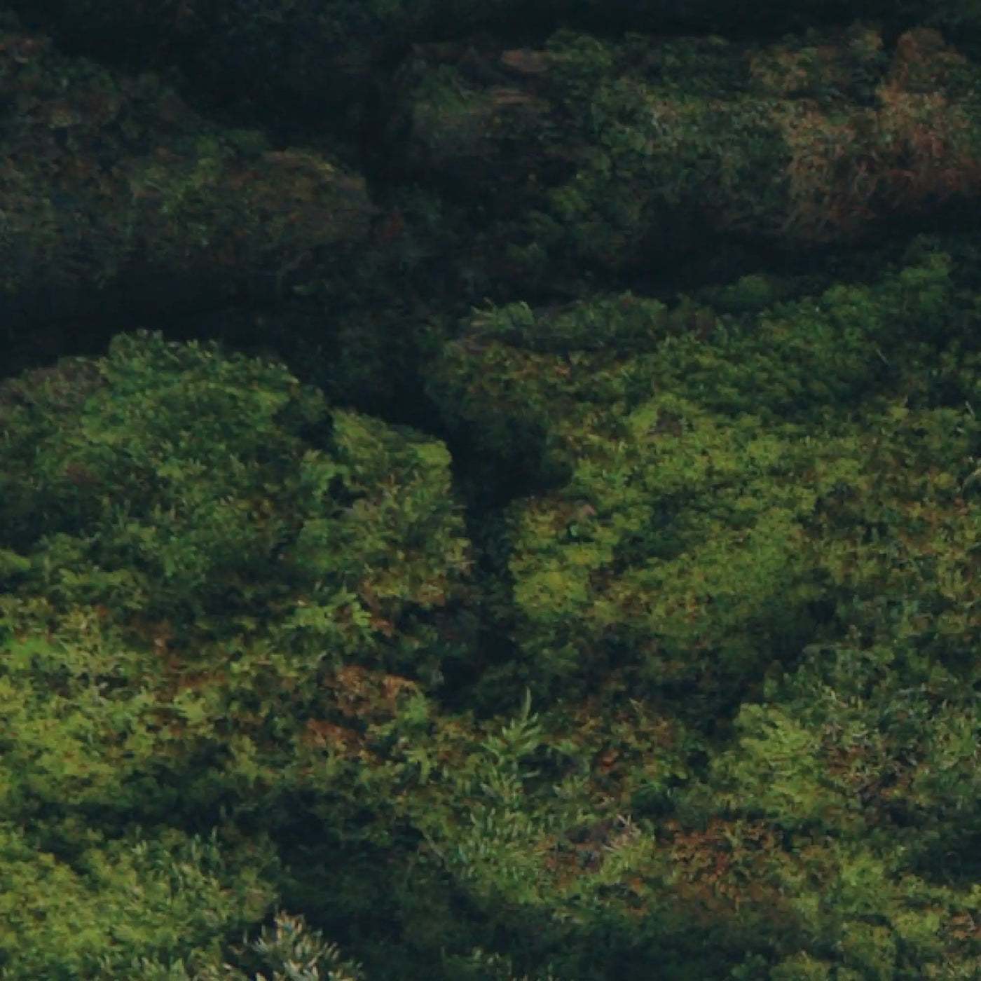 Das Multi – Premium-Multivitamin-Kapseln